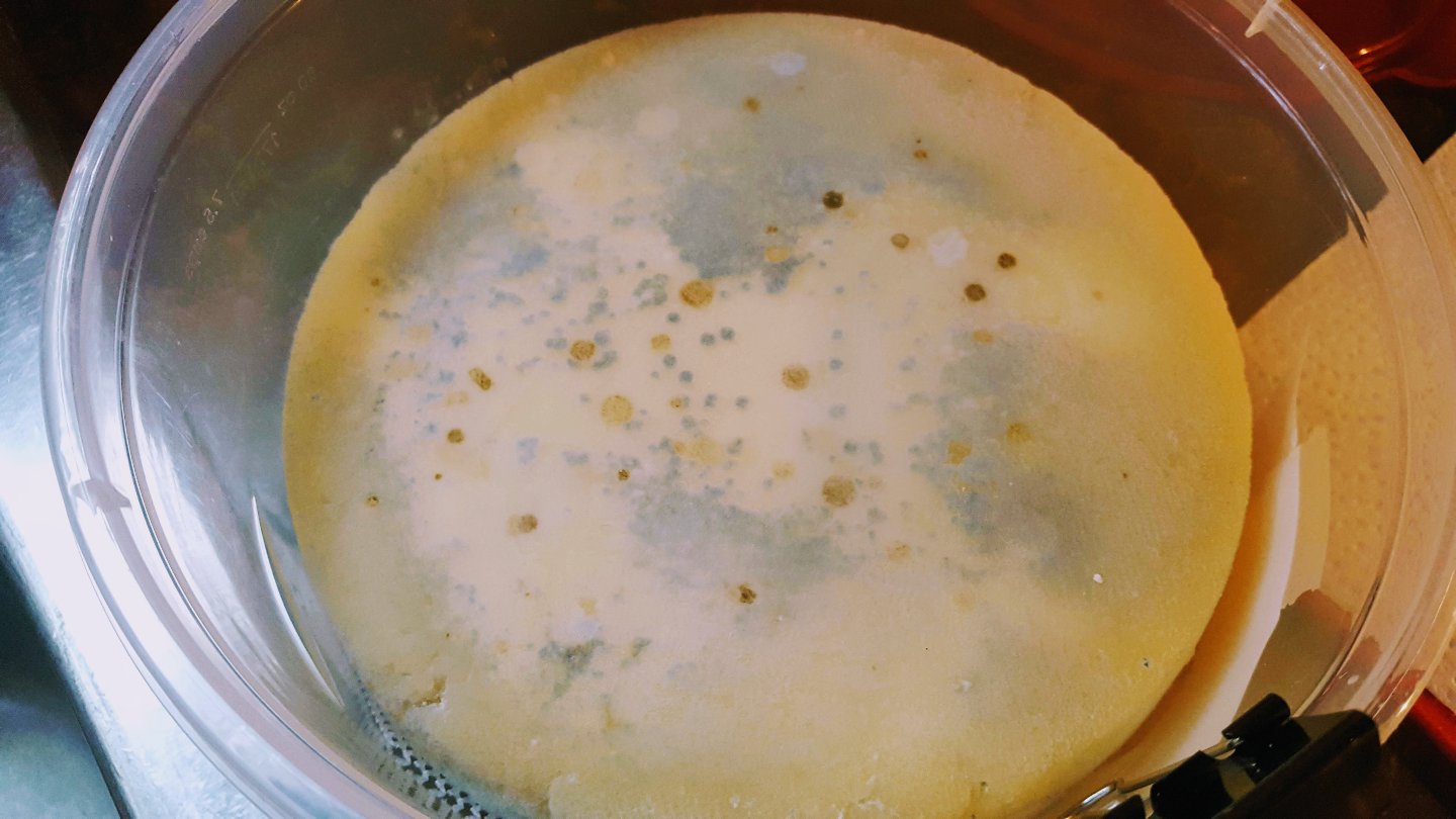 RAINY DAY CHEESE MAKING Parmesan Update Humidity Issues