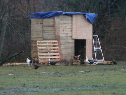 chicken field coop sturdy ramshackle looks really very