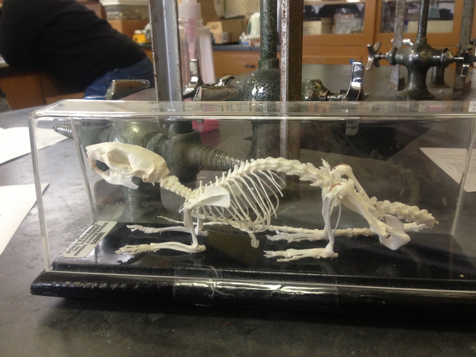 Evolution/ Comparison: Skeletal System