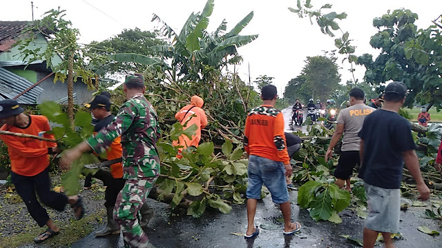 Babinsa Karangdowo  Bantu Evakuasi Pohon Tumbang Bersama warga