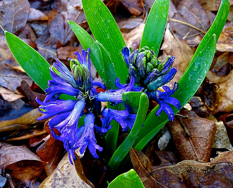 A Breath Of Fresh Air Fair Vernal Flowers