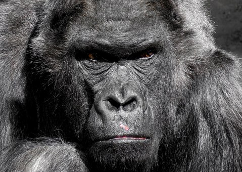 Gorilas (Imágenes)
