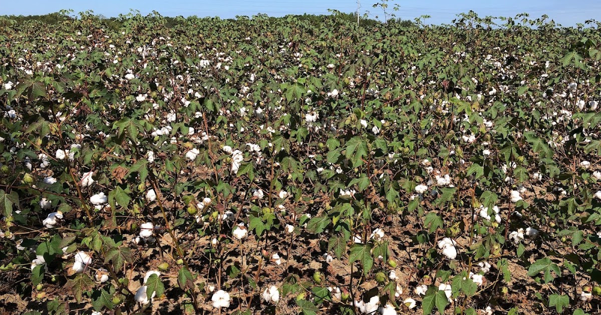 It's cotton season 'round here.....