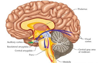 Amygdala In The Brain