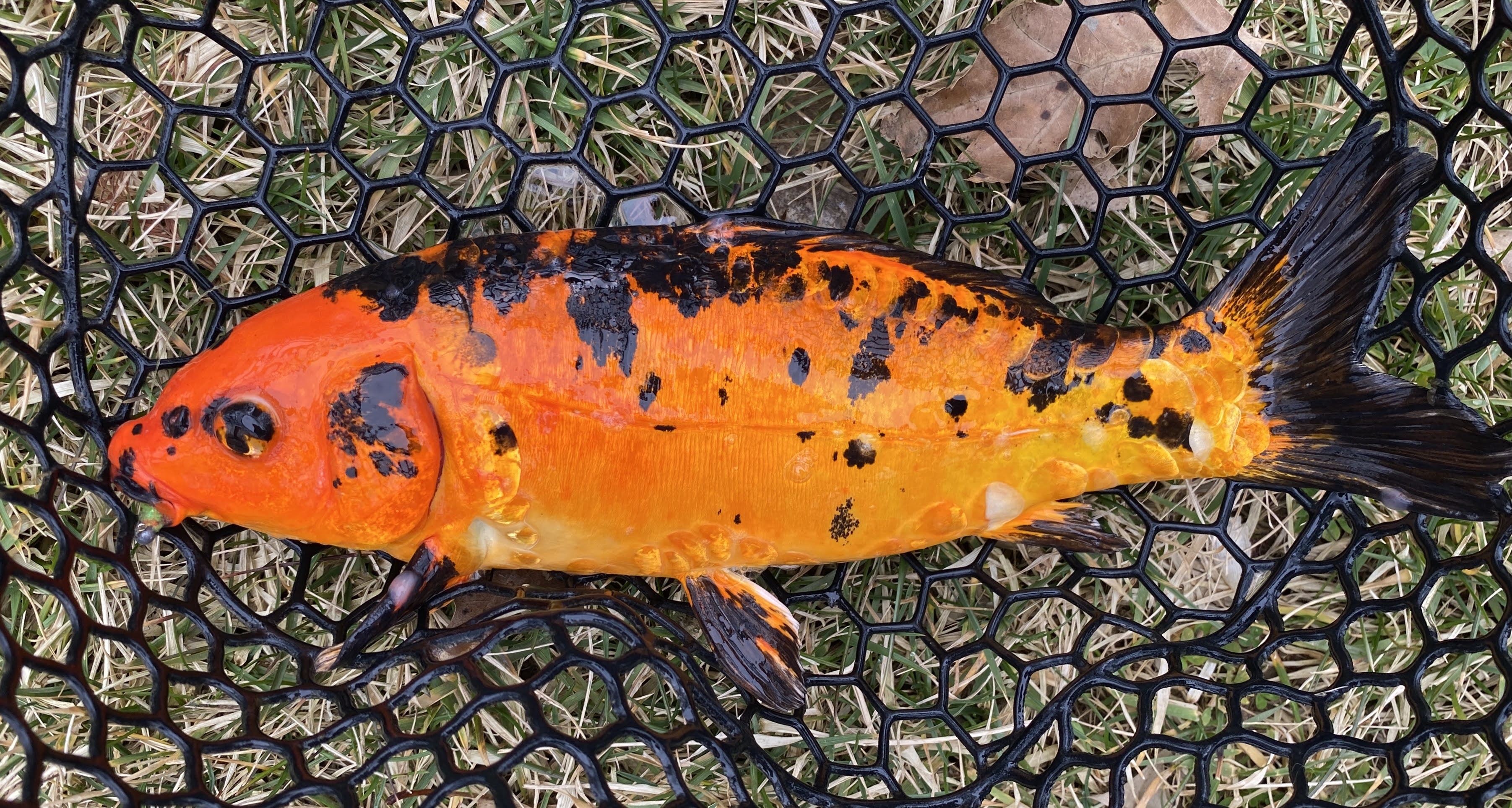 FishnDave Flyfishing for Koi and Goldfish