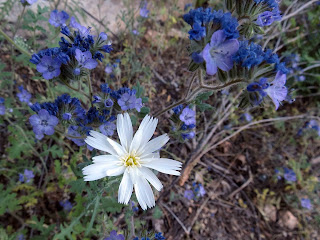 chicory and heliotrope
