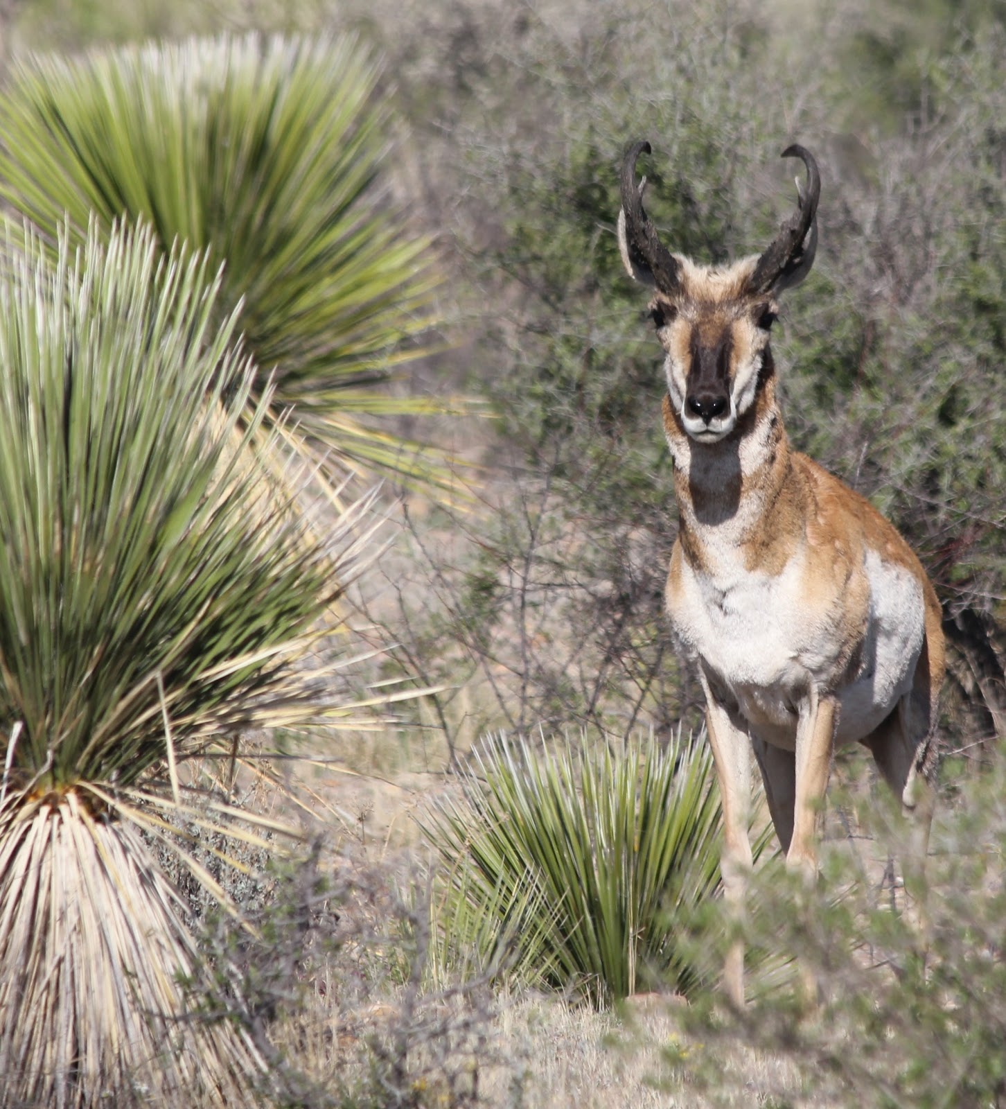 Big Bend - Texas Nature: Pronghorn Antelope