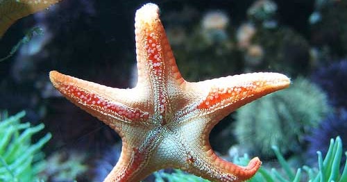 Weird Marine Sea Creatures Behaviors You Didn't Know Yet - Sea Starfish ...
