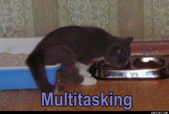 Multi_Tasking_for_Cats.jpg