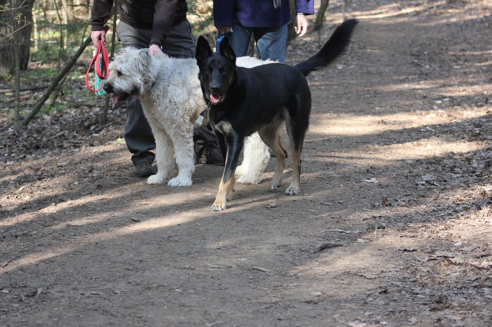 YOURk News and Events York Region Forests Map Developed Trails