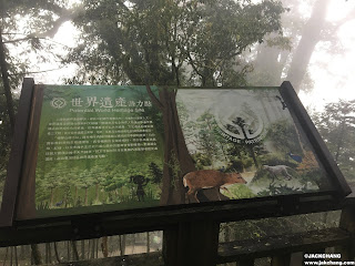 【宜蘭棲蘭】馬告生態園區之神木園-亞洲最大神木群聚落
