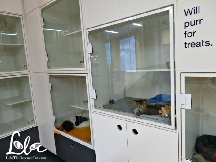 A Behind the Scenes Peek at Best Friends' NYC Pet Adoption Center