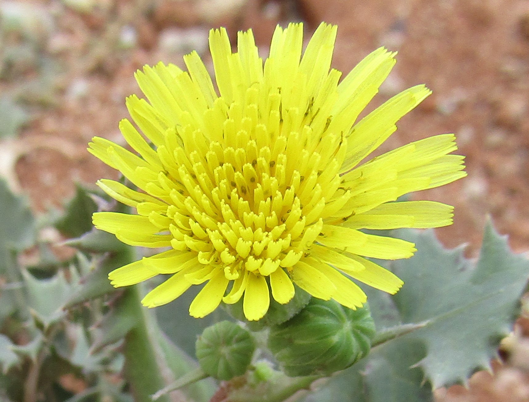 know about kannada and Karnataka Flower names in Kannada Learn