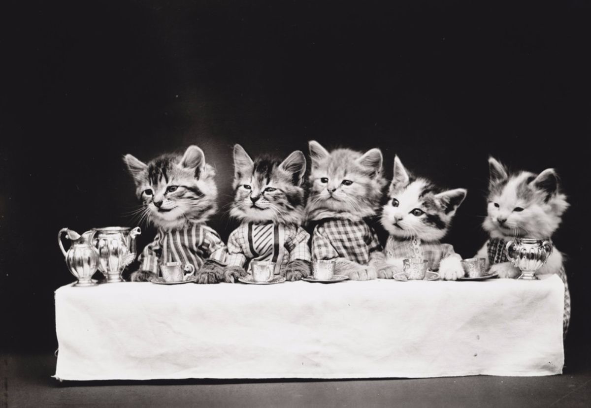 Vintage LOLcats Adorable OldTimey Photos of Cats Dressed As People