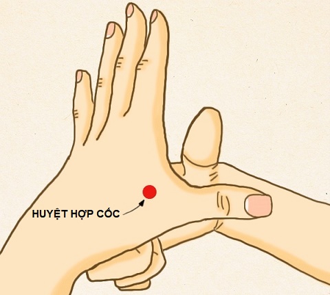Huyệt hợp cốc Huyệt hợp cốc