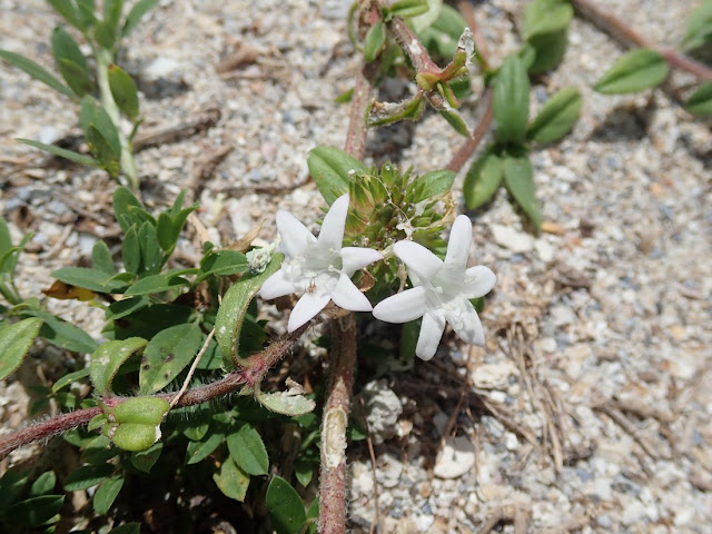 Richardia grandiflora