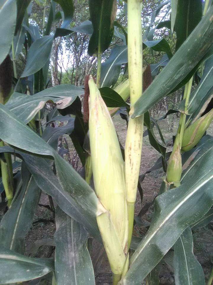 HOW TO CONTROL STRIGA AND STEM BORER IN MAIZE FARM The Most Reliable