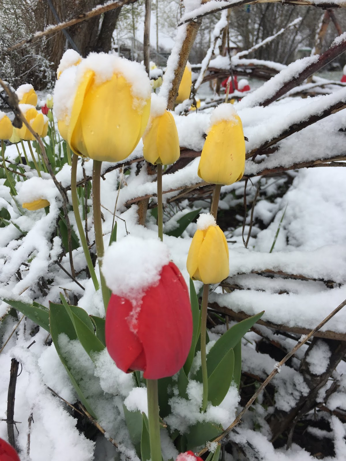 Dirt Road Renaissance Keep your plants from freezing with a homemade smudge pot