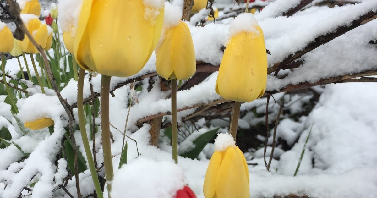 Dirt Road Renaissance Keep your plants from freezing with a homemade