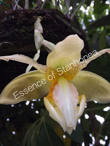 Stanhopea