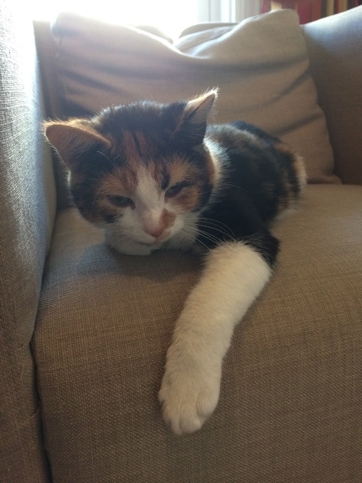 Science Types The impact of Nettie Stevens on chromosome