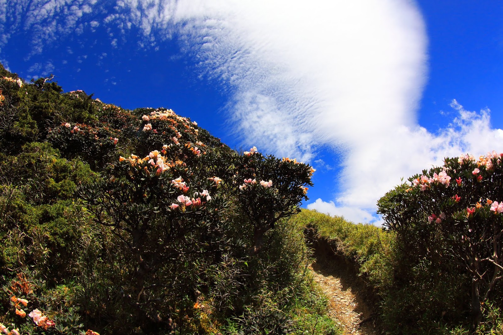 奇萊稜線上的花與藍天白雲