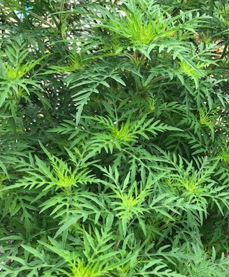 Janet's Blog: Are You Stuck in the Weeds of Life?