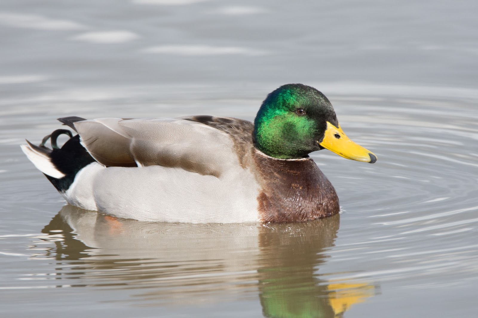Foto's van Geert Engels Eenden in het
