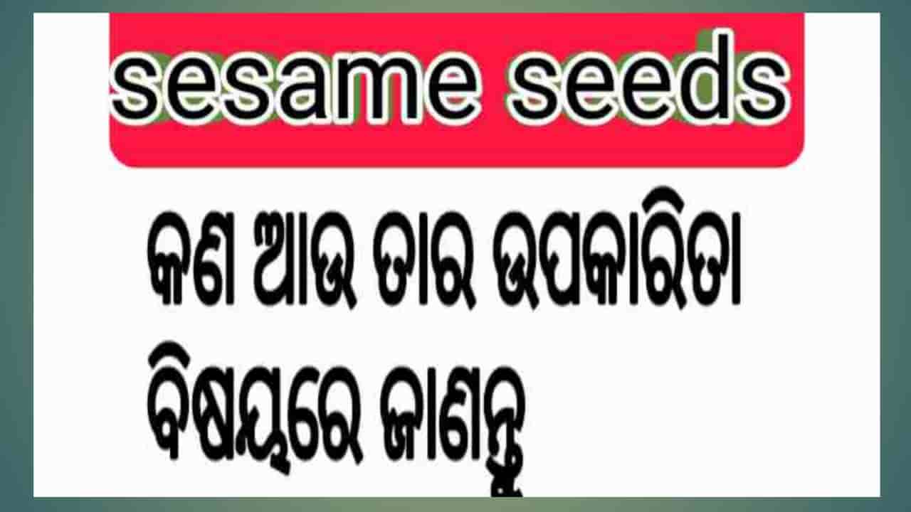 Sesame Seeds In Odia Described Full Details And Benefits
