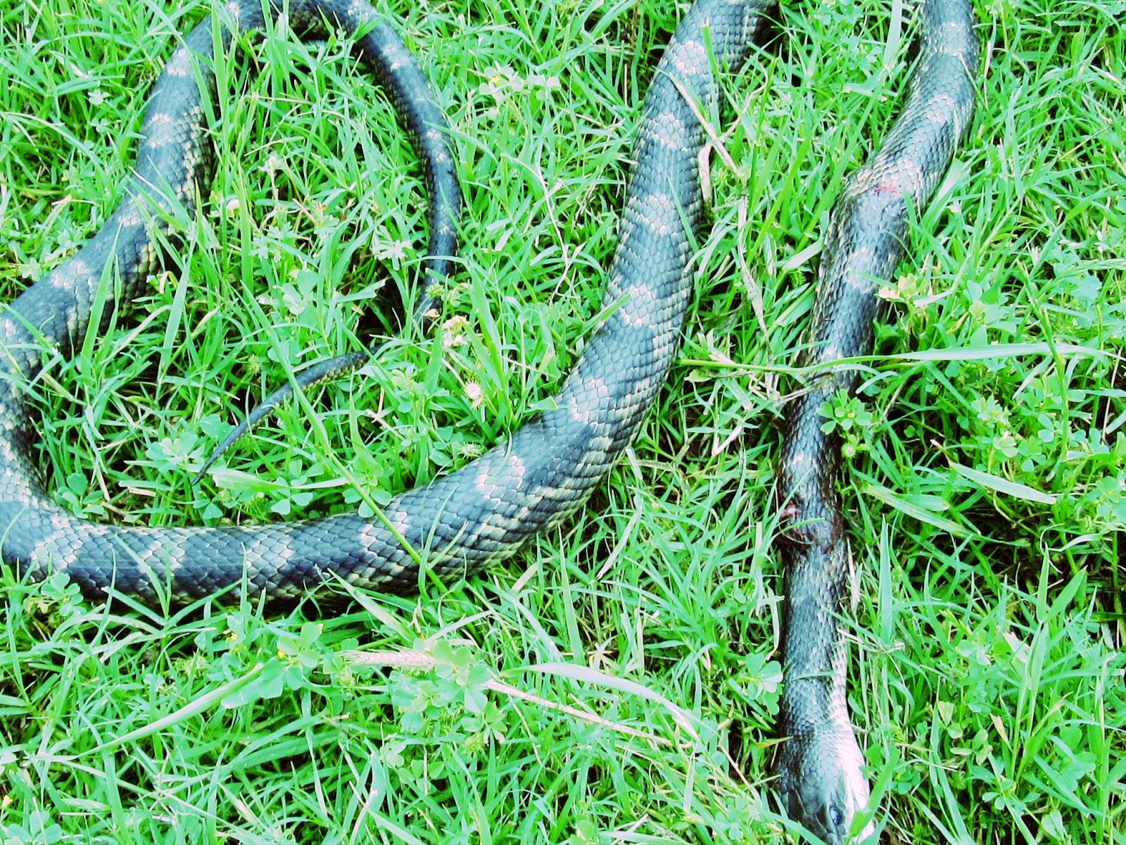 Linda's Life Journal A Campfire, Chicken Snake, Fresh Blackberries