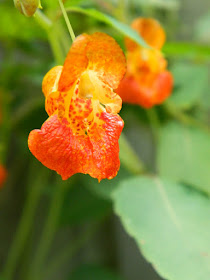 Jewelweed Impatiens capensis Toronto ecological gardening by garden muses-not another Toronto gardening blog