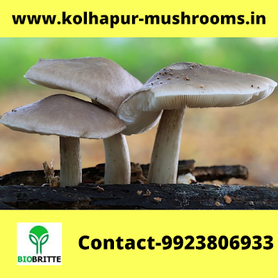 Mushroom Spawn Supplier in Kolhapur