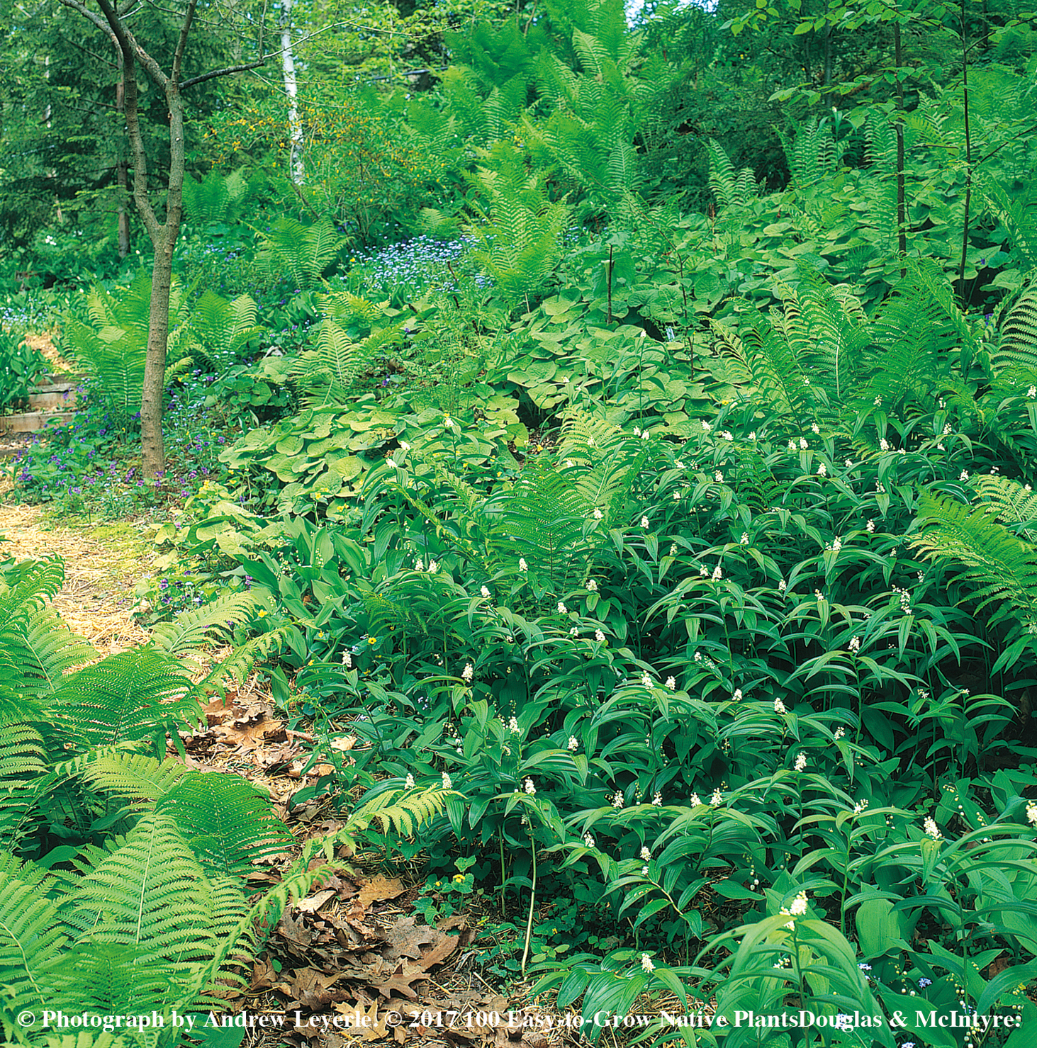 Three Dogs in a Garden 100 EasytoGrow Native Plants Book Review