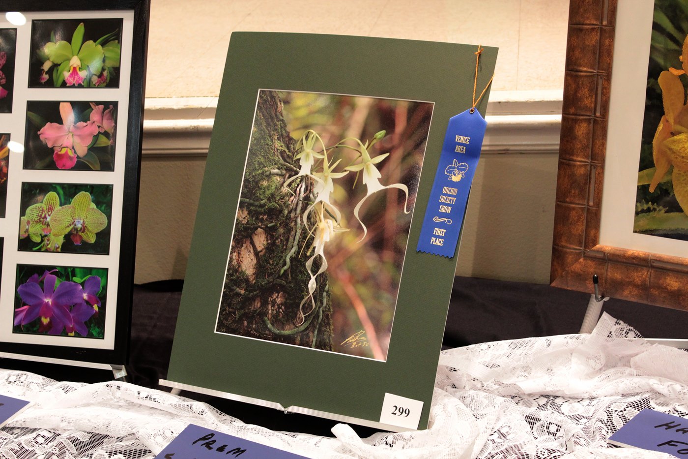 The Florida Native Orchid Blog Venice Area Orchid Show, Venice, FL