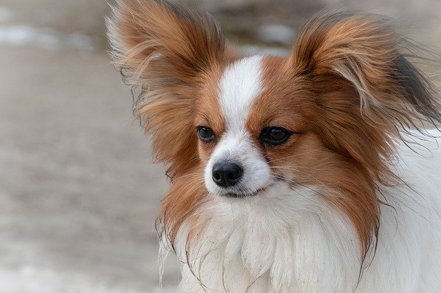 Papillon All About Dogs