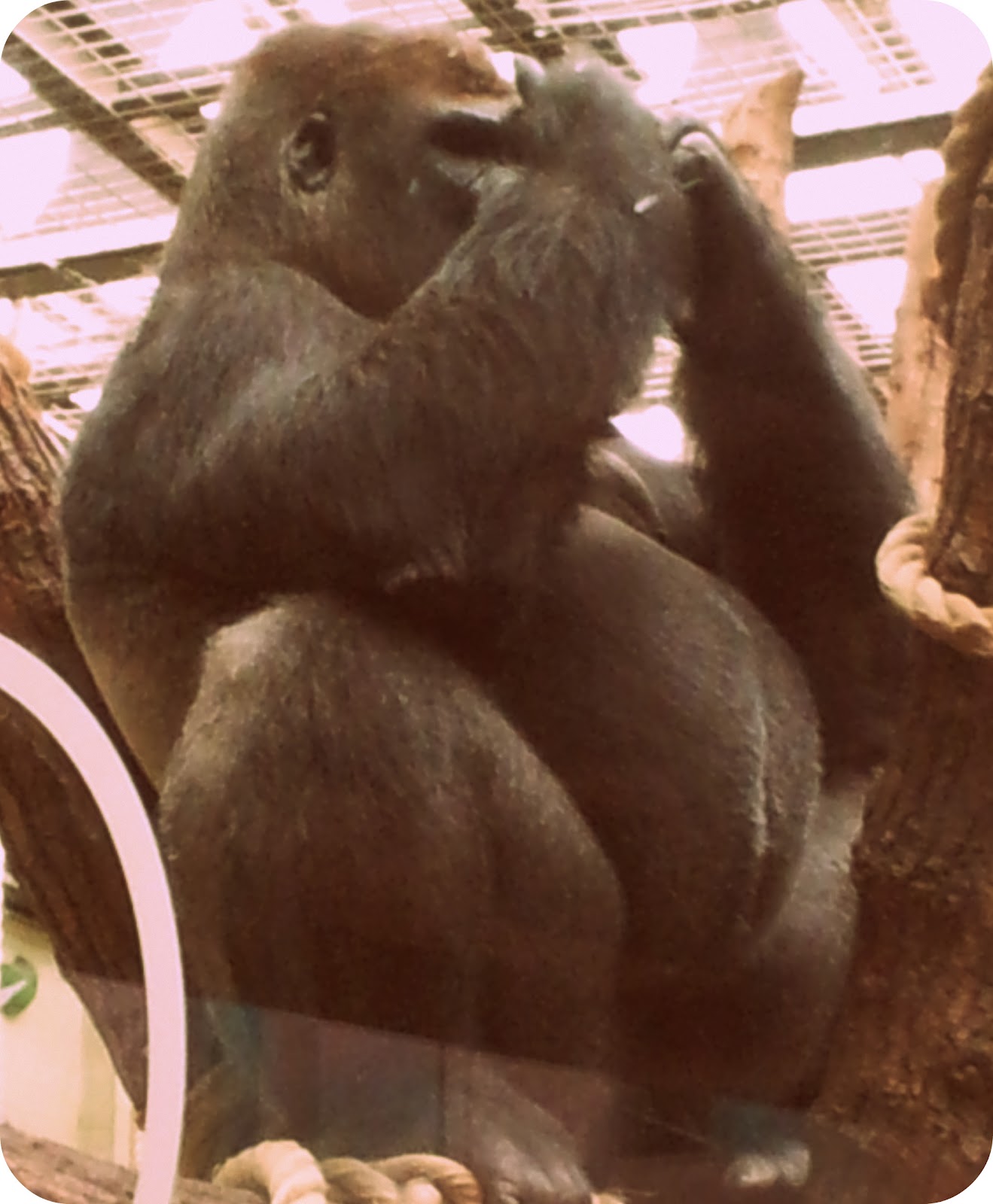 Caption Saturday In London Zoo