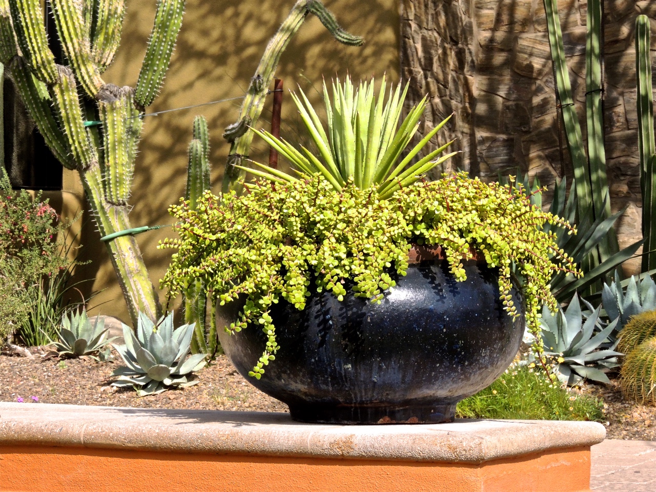 Phoenix Daily Photo Pretty Potted Plants