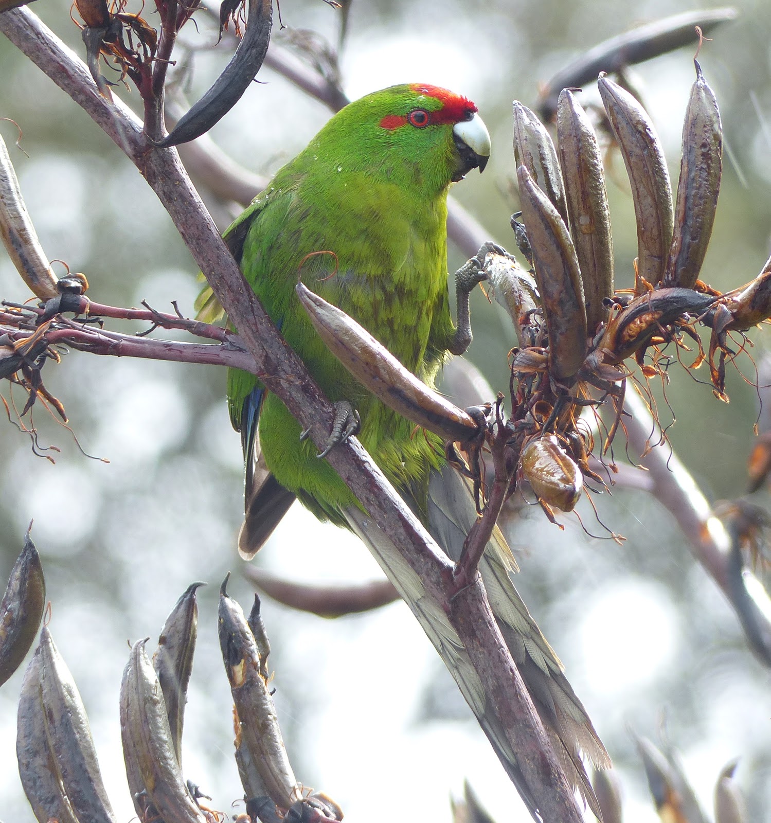 In search of the platypus and other paradoxes: Parrots, Lorikeets ...