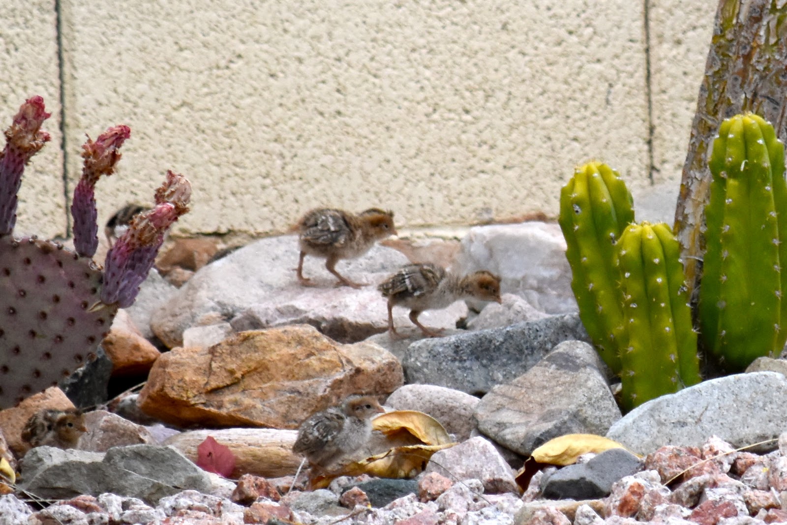 Fountain Hills Photos "Out & About" Quail Photos