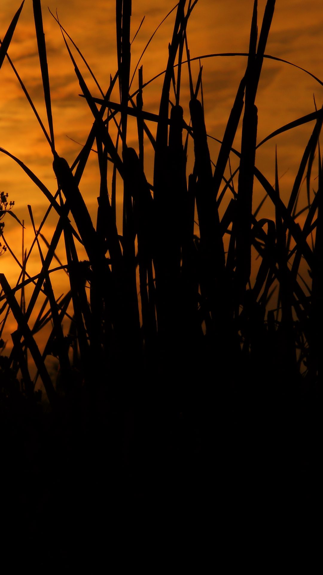 Hd Wallpaper Nature Reeds Grass Sunset