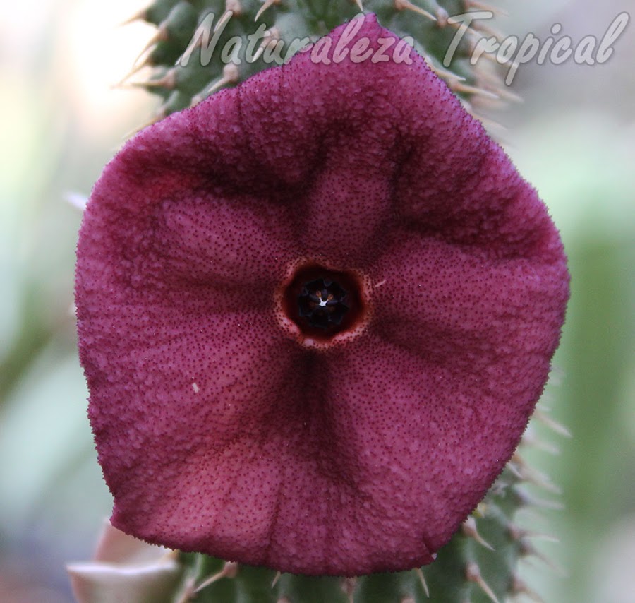 Detalles de la flor de una especie del género Hoodia