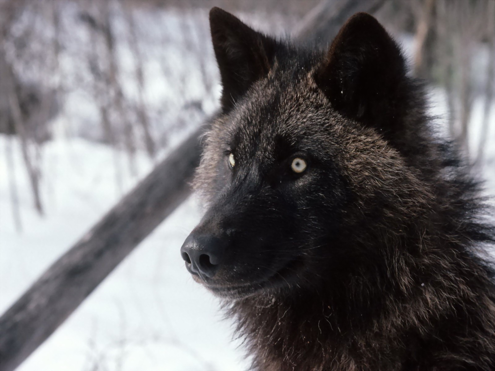 Black Wolf - Types Animal