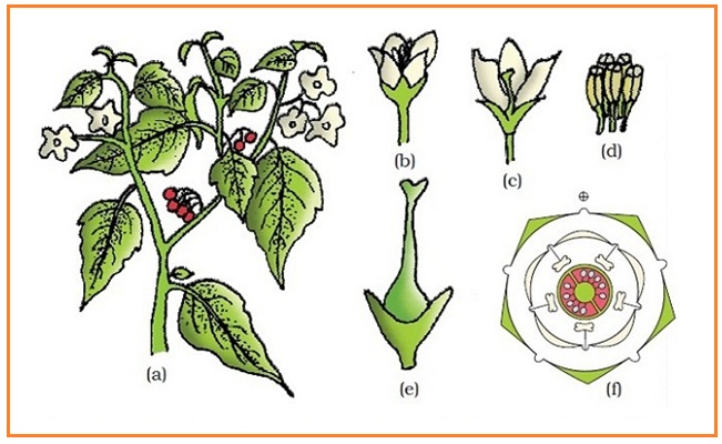 Biologi Gonzaga Morfologi Organ Tumbuhan