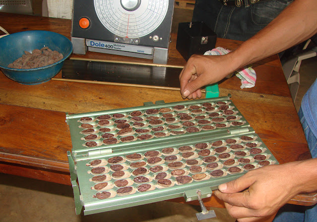 Los granos de cacao deben cumplir con ciertos criterios acordados en el contrato. Control de calidad del cacao. Prueba de corte.