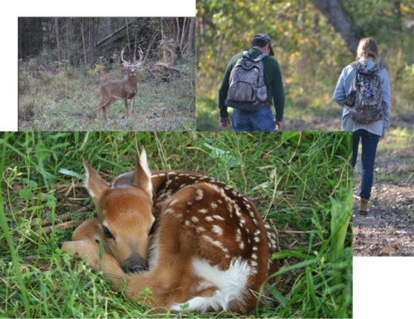 Superior provisions of guided deer hunting