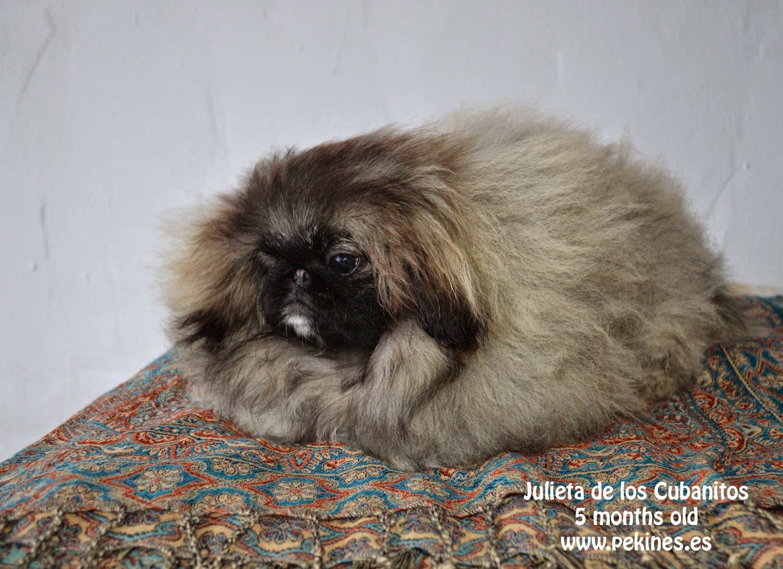 Julieta Sleeve Pekingese Puppy 5 meses Lion Dance Criadero de