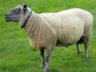Domba Bleu du Maine adalah jenis domba non-indonesia atau domba yang berasal dari luar negeri