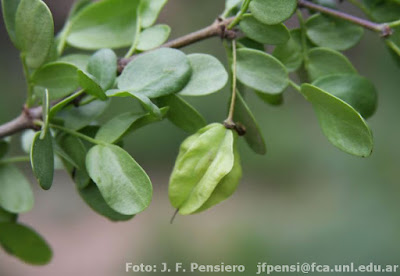 arbustos de la region chaqueña Bulnesia foliosa