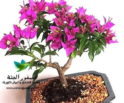 سعر شجرة البونساي في مصر