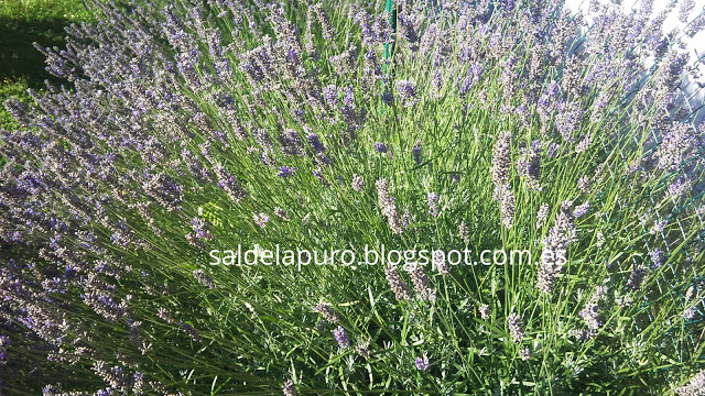 aceite-esencial-de-lavanda-casero